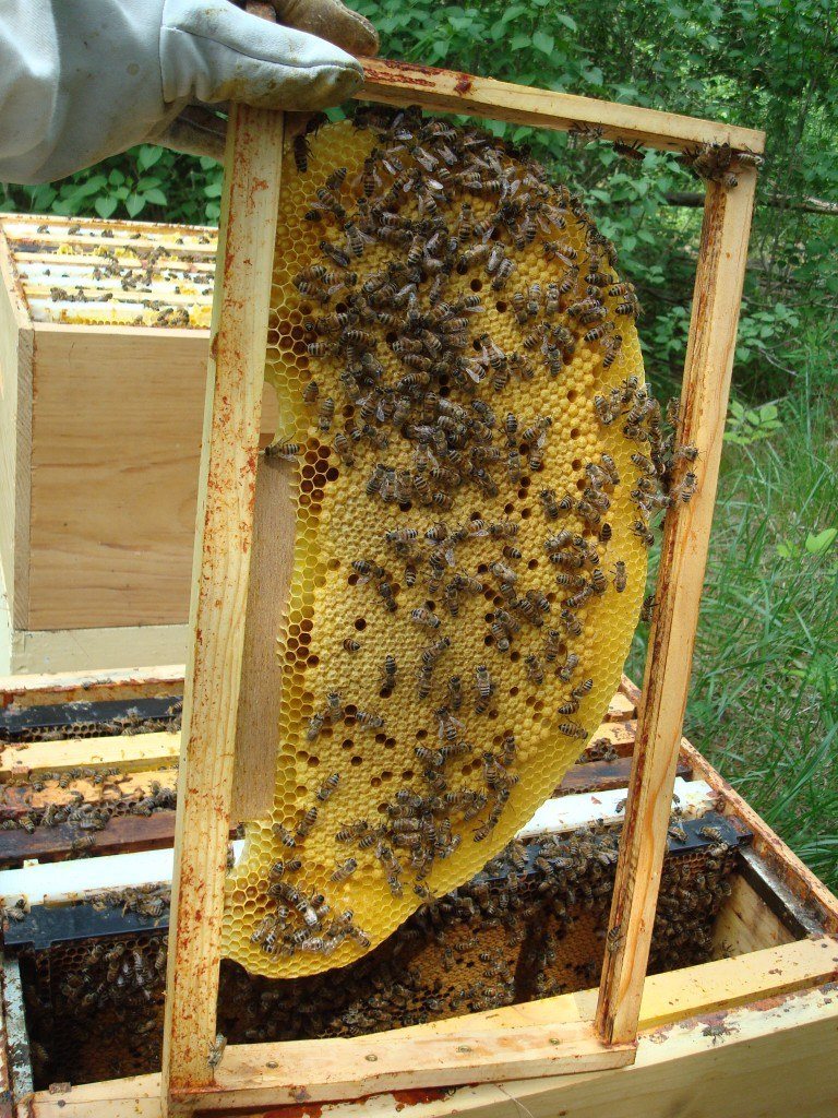 Natural comb built by bees in a frame without foundation