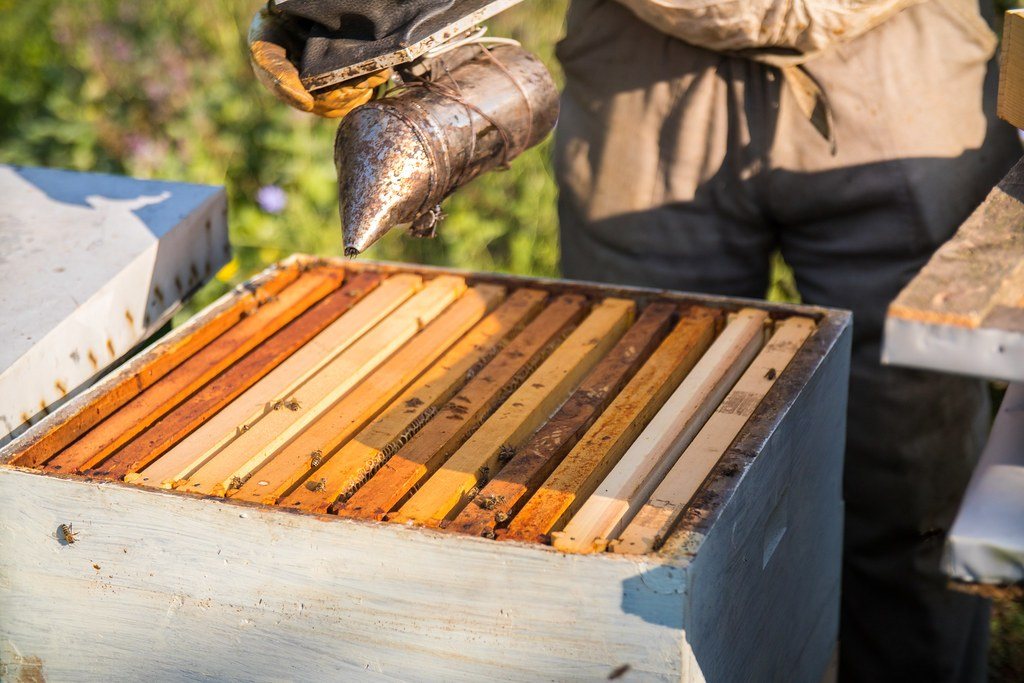 Beekeeper smoking the top bars of an open hive