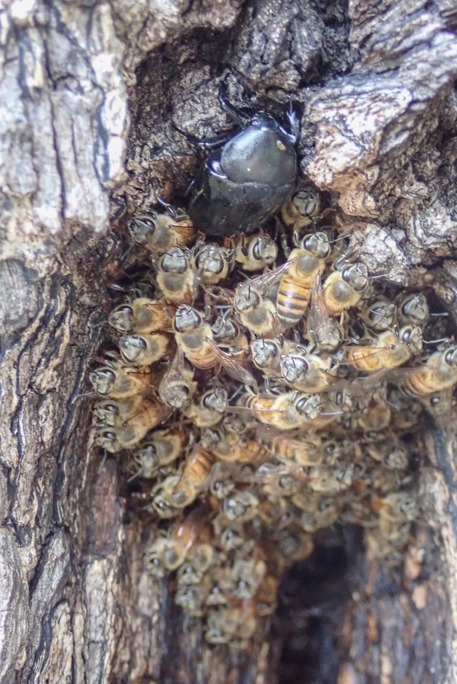 Savanna bees gathered at the entrance of a tree hollow