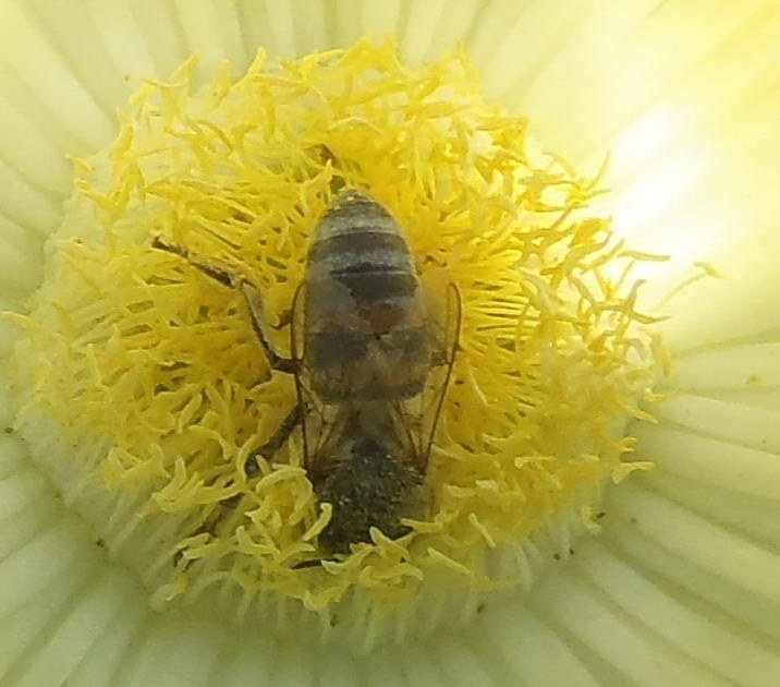 Dark Cape bee Apis mellifera capensis inside a flower