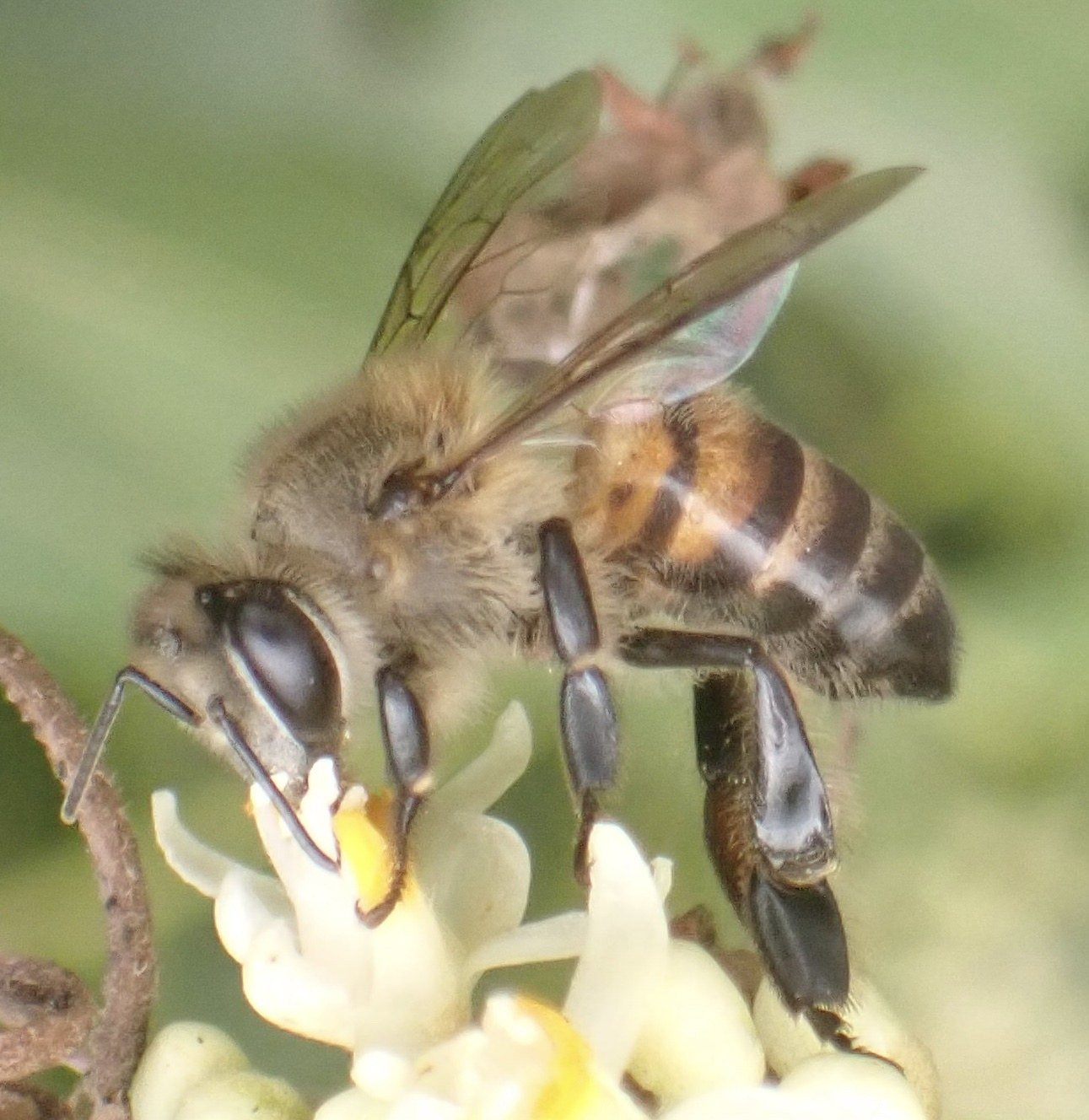 West African bee Apis mellifera adansonii on a flower in Ghana