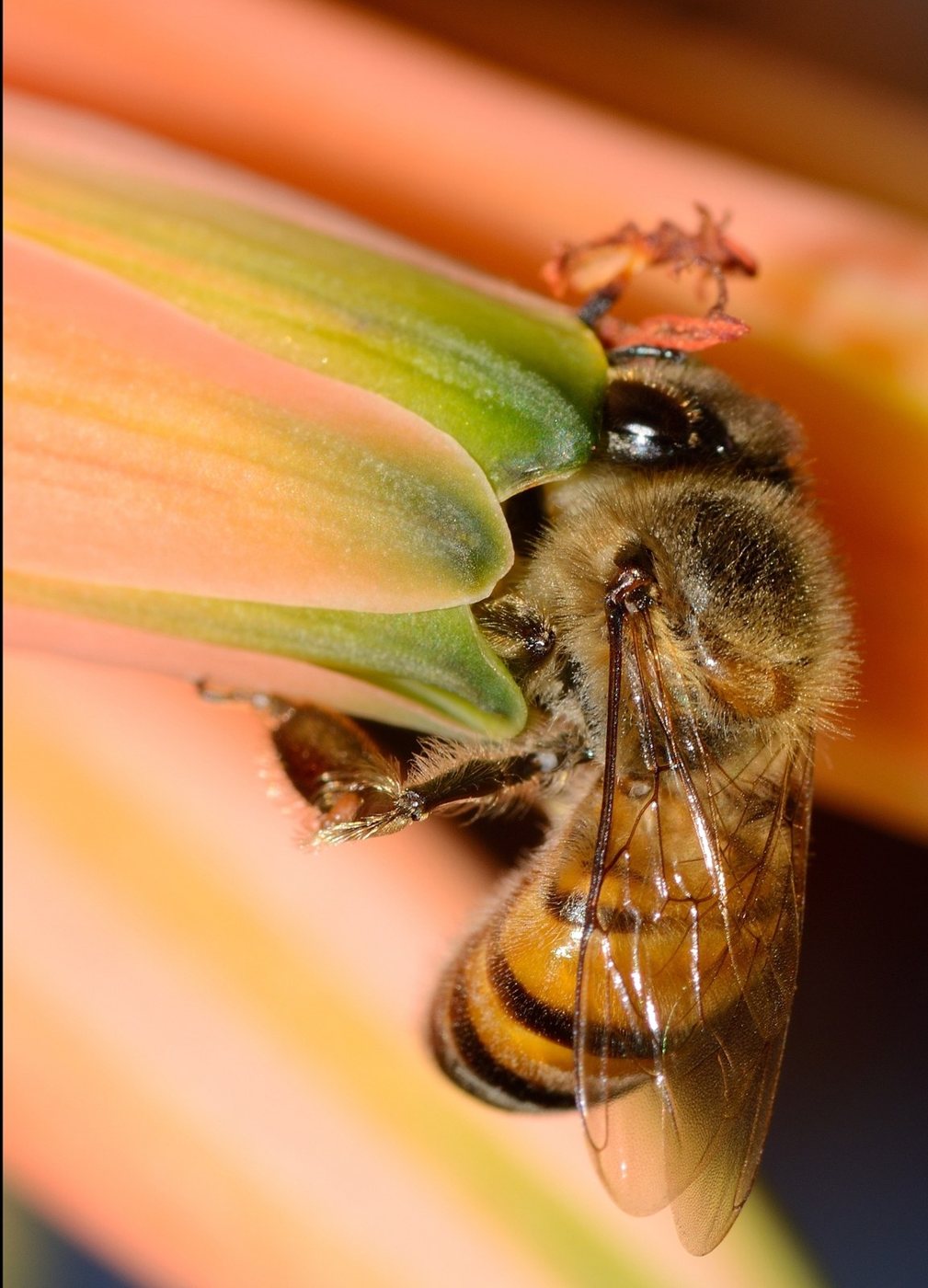 Apis mellifera scutellata worker on a flower in South Africa