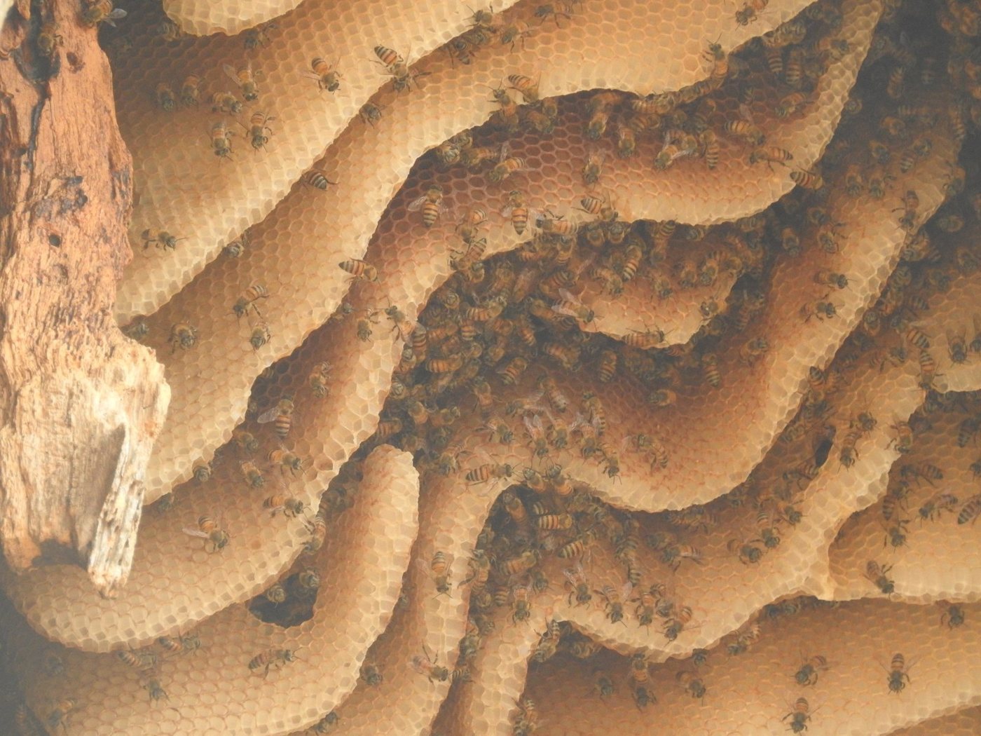 Many parallel natural combs built in the open in Senegal