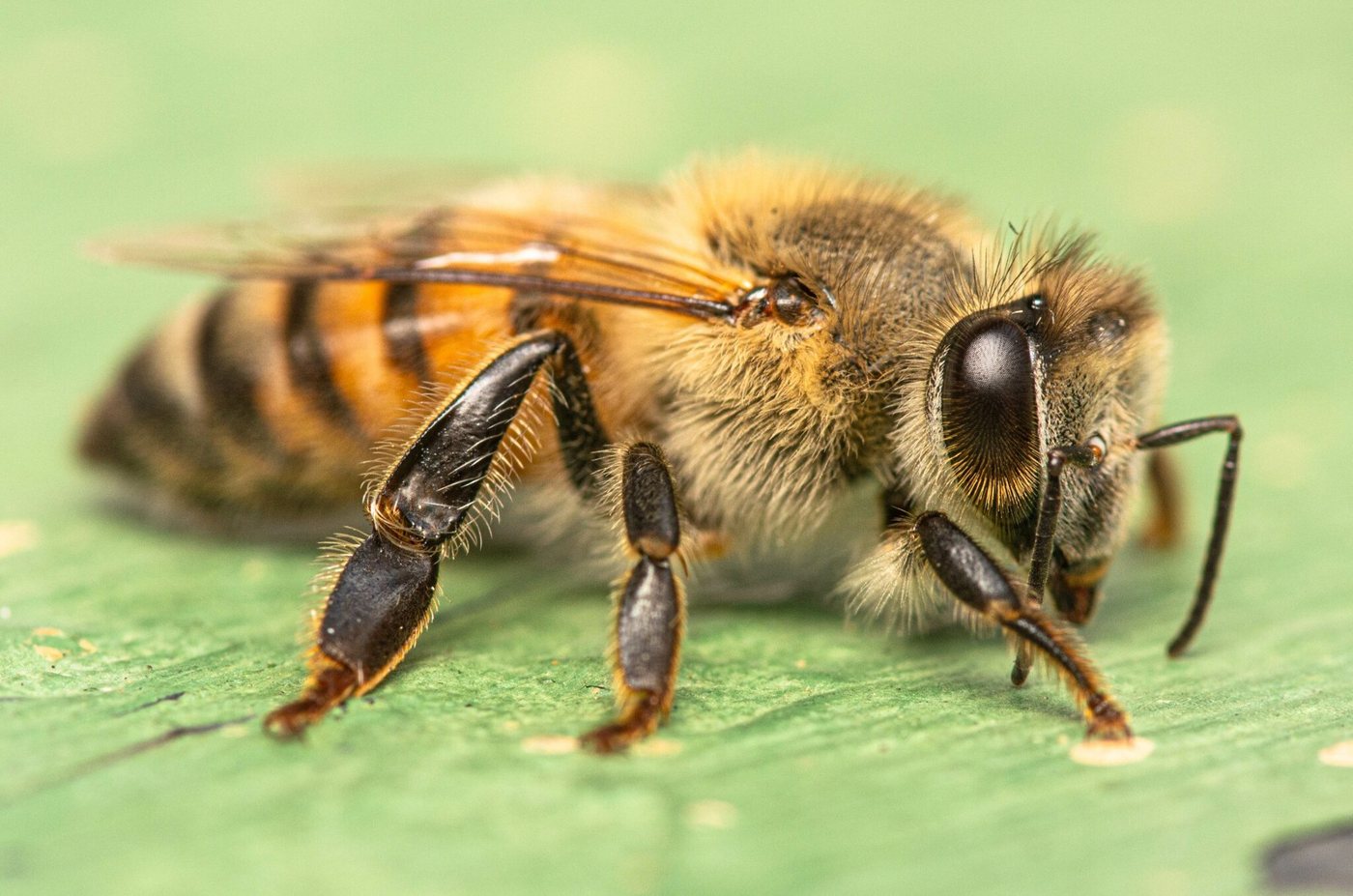 Afrika bal arısı Apis mellifera scutellata işçisi yakın çekim