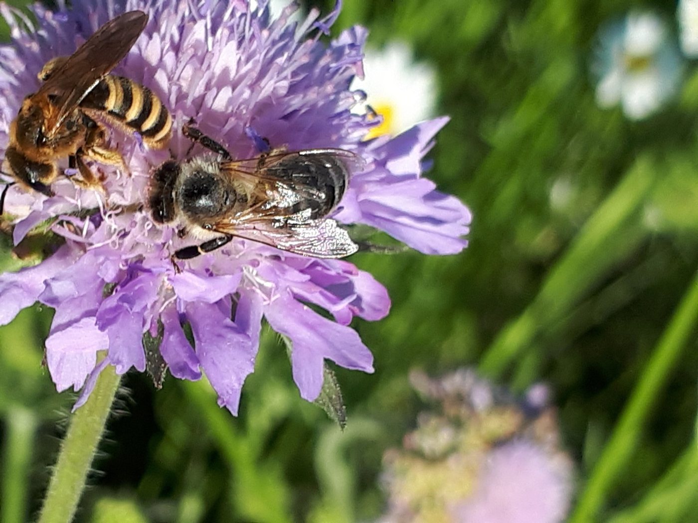 マツムシソウ科の花にとまる二匹のミツバチ