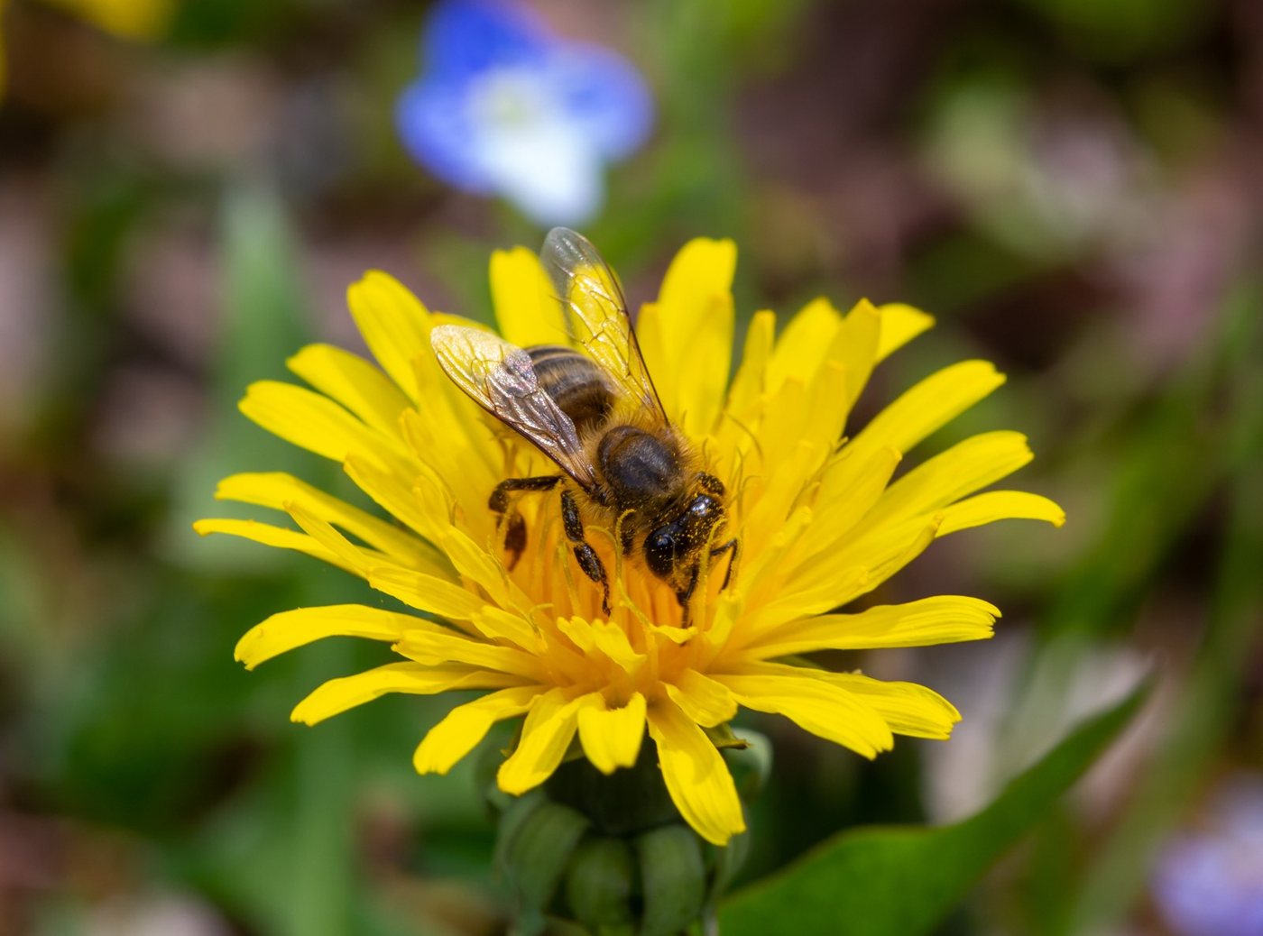 タンポポの花にとまるカーニオラン