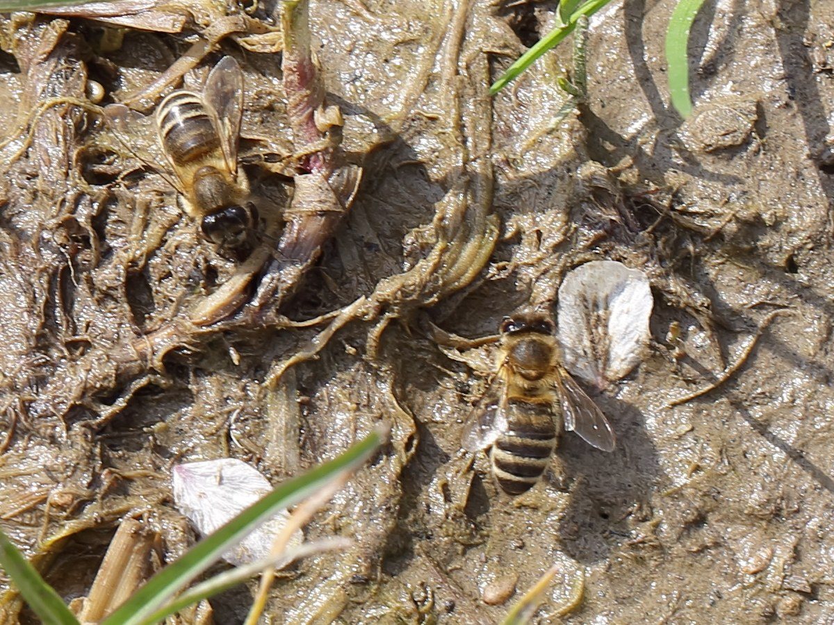 ぬかるんだ土から水とミネラルを取るカーニオラン