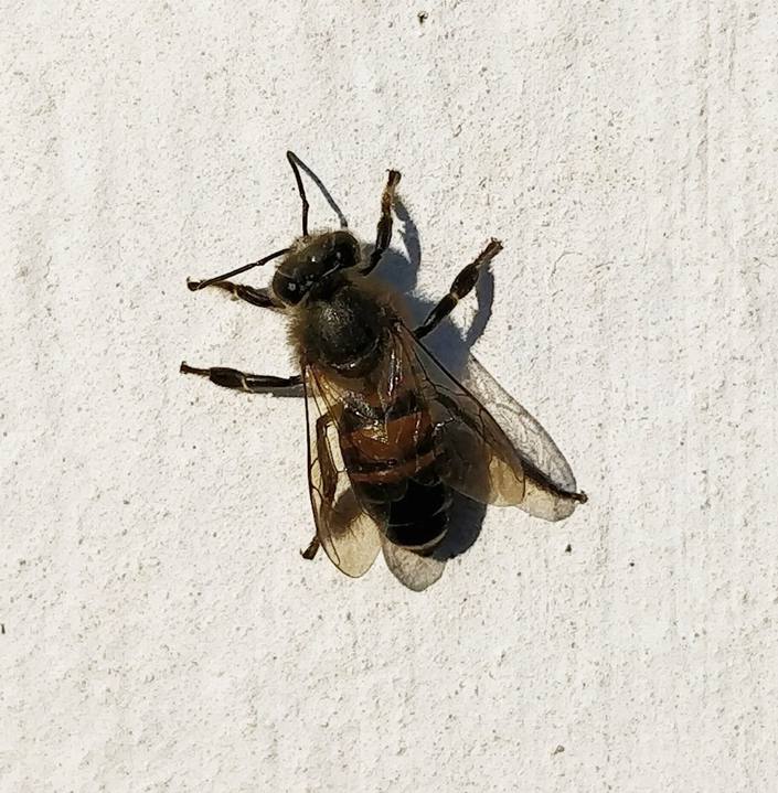 Hindistan'da Hint bal arısı Apis cerana indica