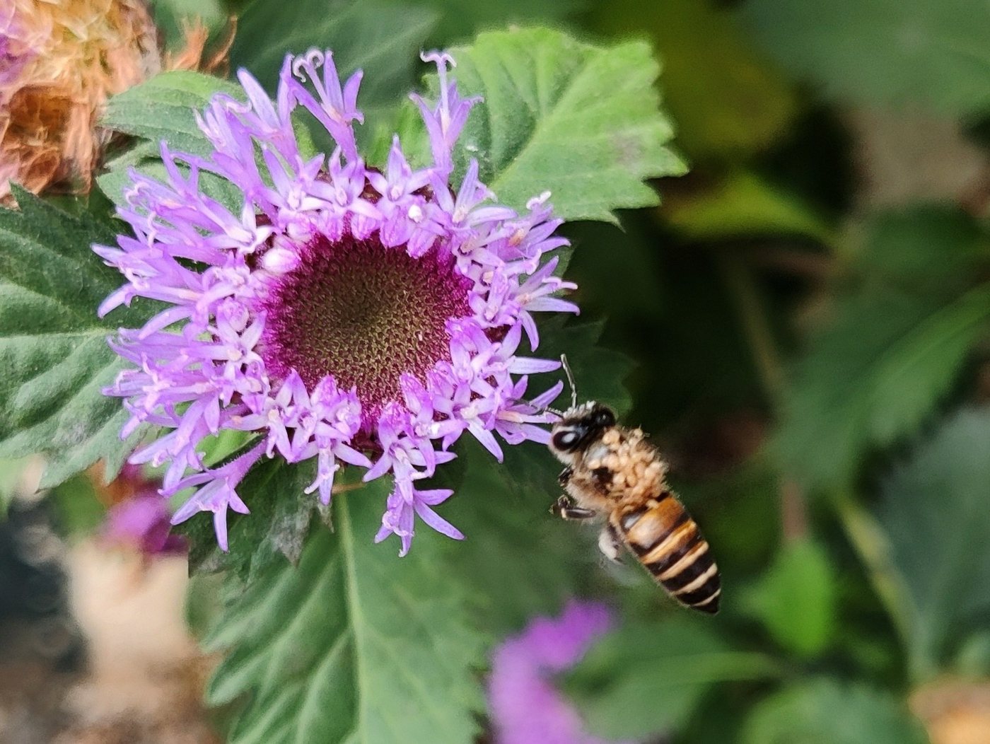 紫色の花に近づくインドのトウヨウミツバチ