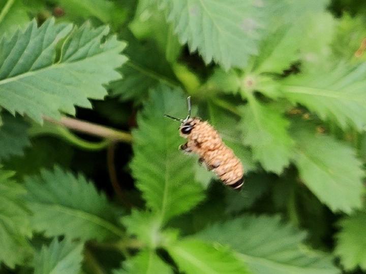 花粉にまみれて飛ぶインドミツバチ