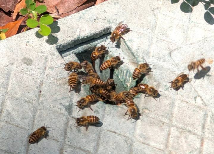 台湾で空洞の入口に集まったトウヨウミツバチ