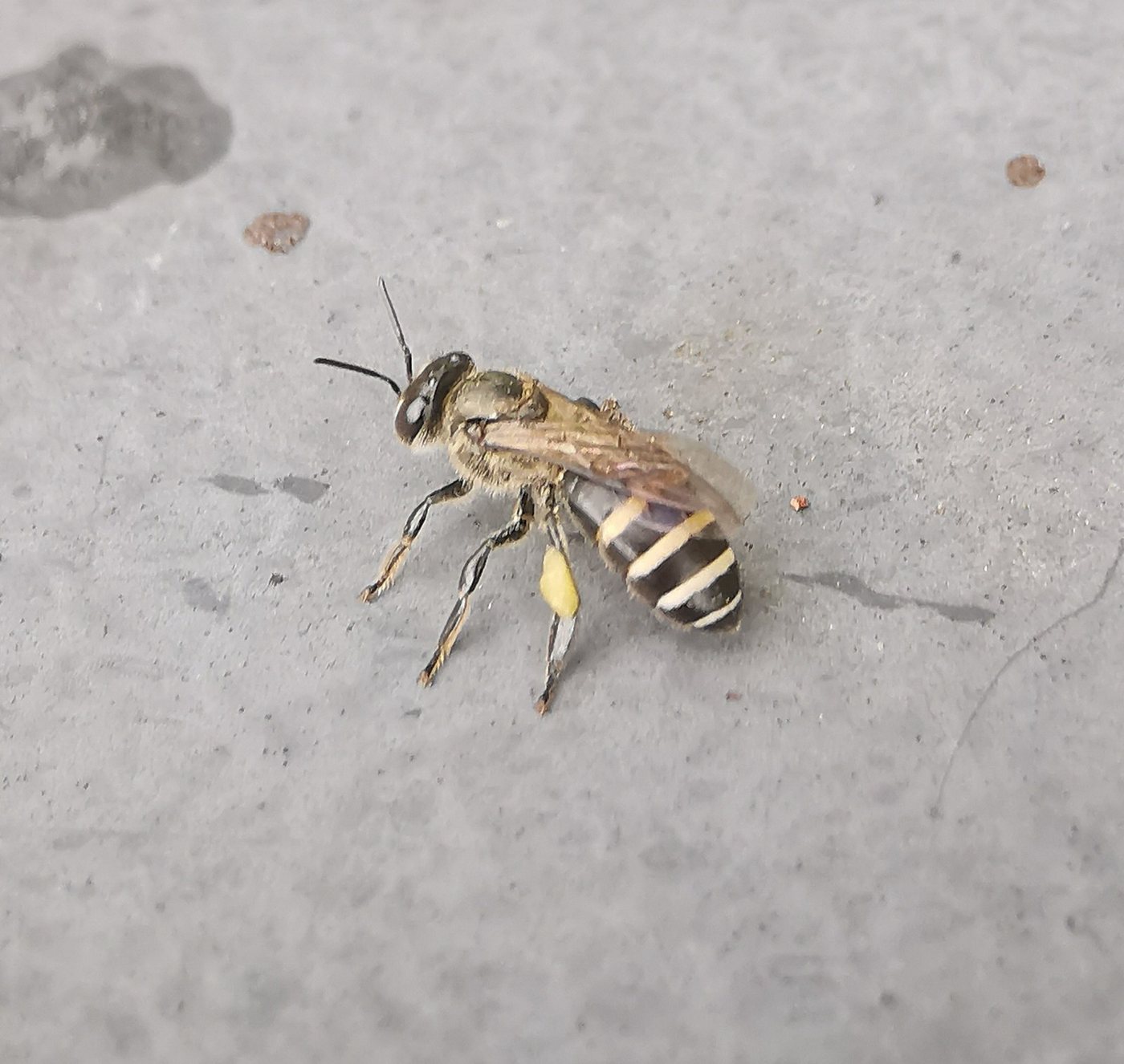Siyah cüce bal arısı Apis andreniformis polen