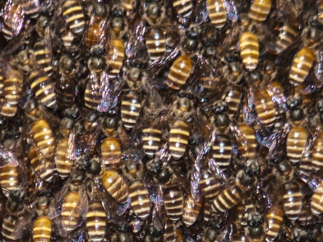 Siyah cüce bal arısı Apis andreniformis kolonisinin arı örtüsü