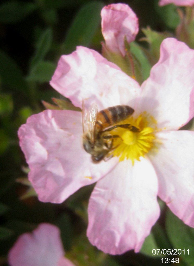 Buckfast-Biene auf einer rosa Zistrosenblüte