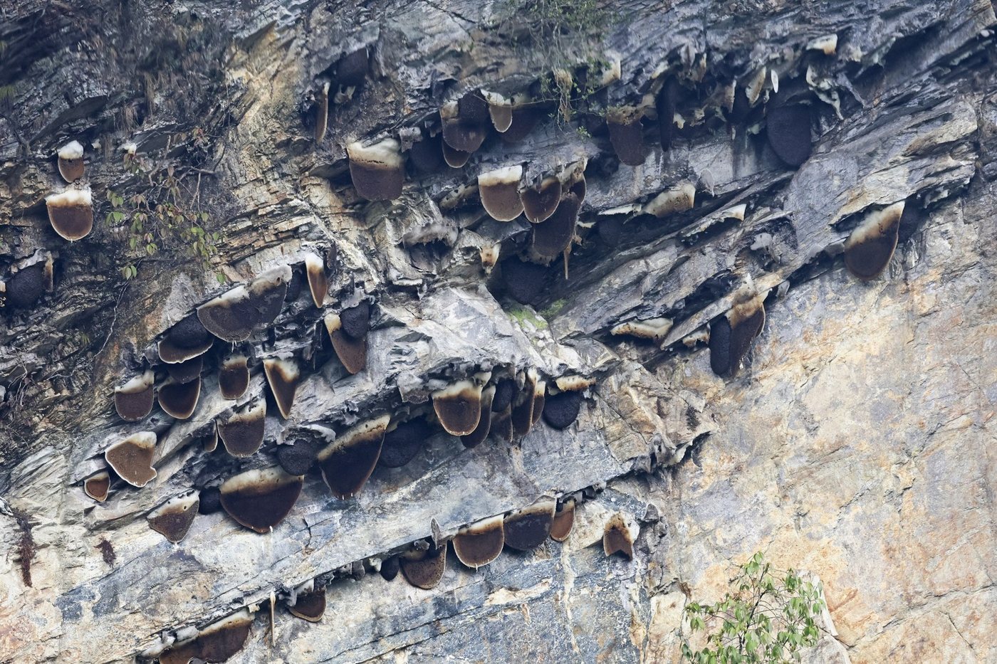 Butan'da kayalıkta sıralanmış açık petekli Himalaya dev bal arısı kolonileri