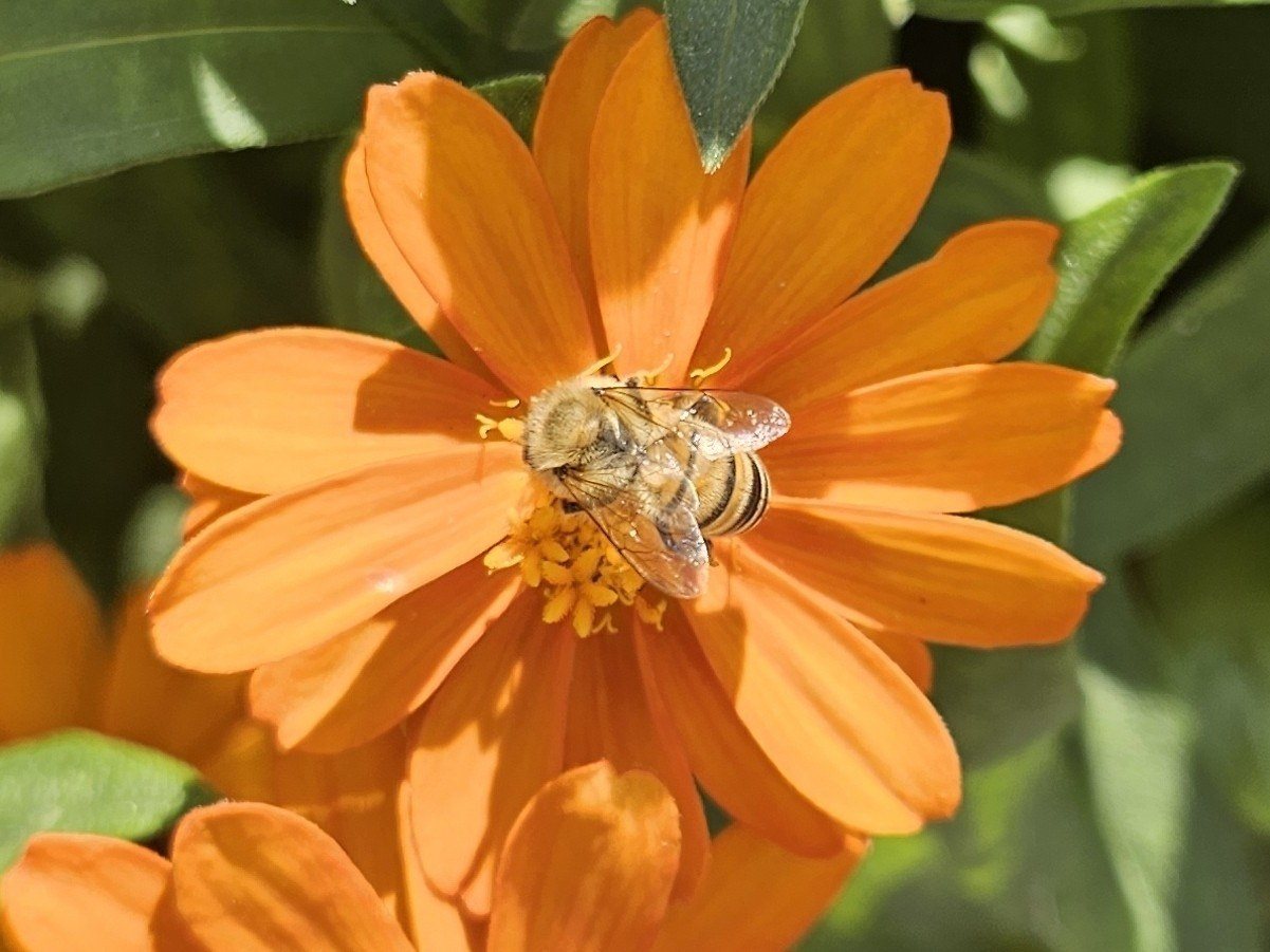 Gelb gebänderte Italienische Biene auf einer orangefarbenen Blüte