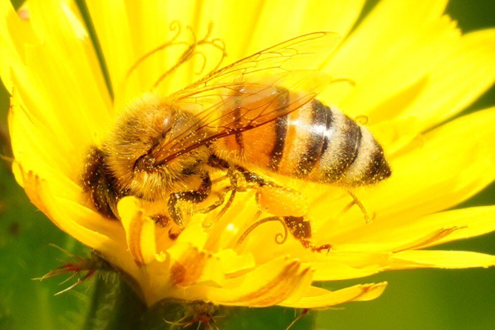 Nahaufnahme einer gelb gebänderten Honigbiene auf einer gelben Blüte