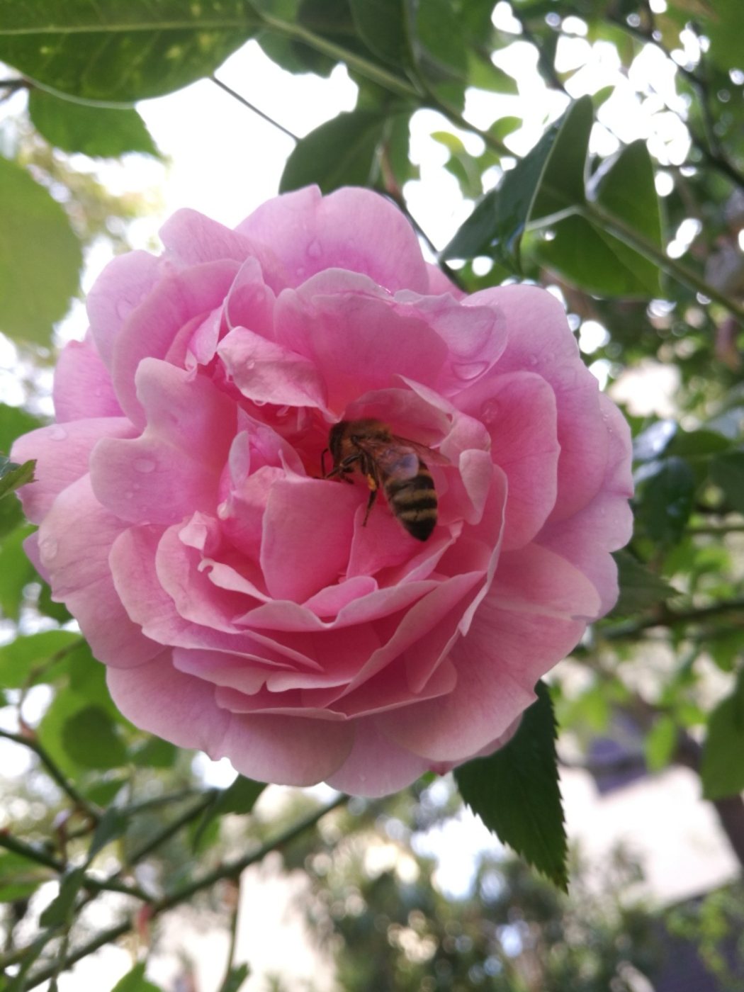 Italienische Biene sucht in einer rosa Rose nach Nektar