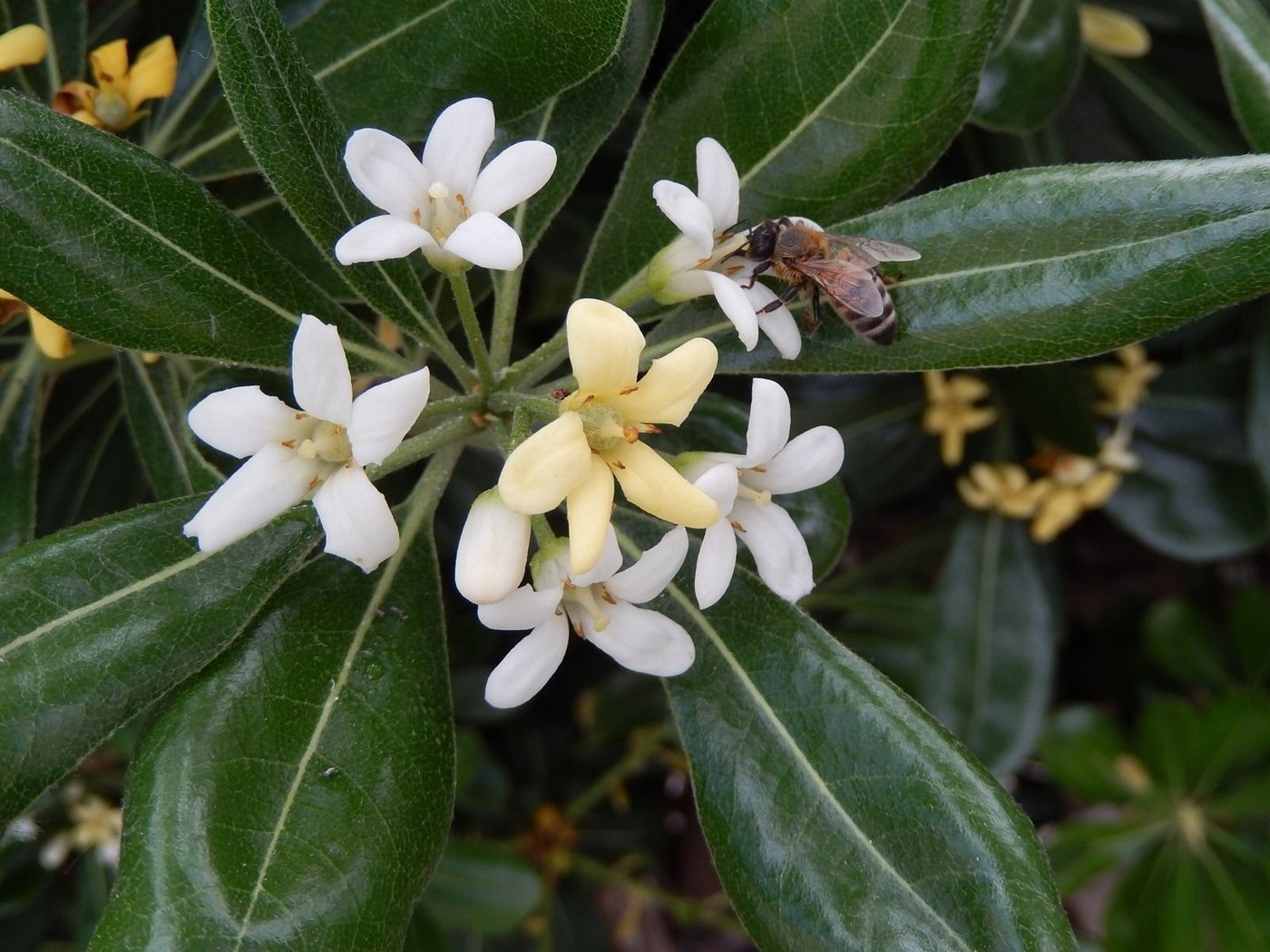 Italienische Biene auf einer weißen Blüte in Ligurien