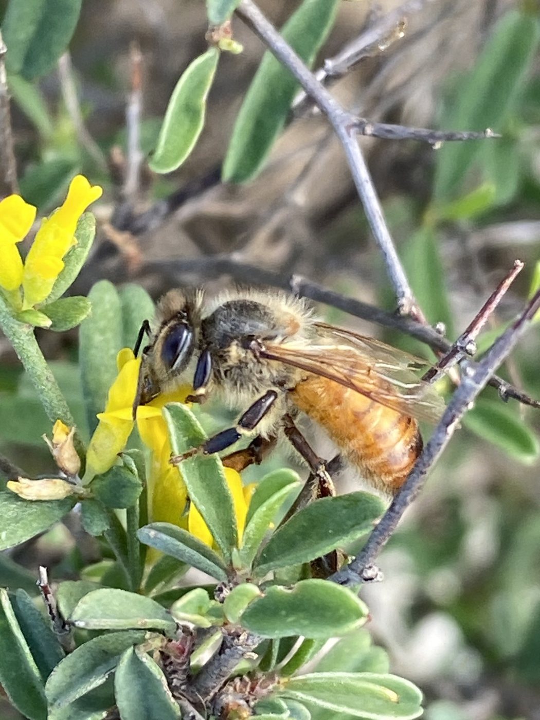 Malta'da çalı çiçeğinde fotoğraflanmış bal arısı