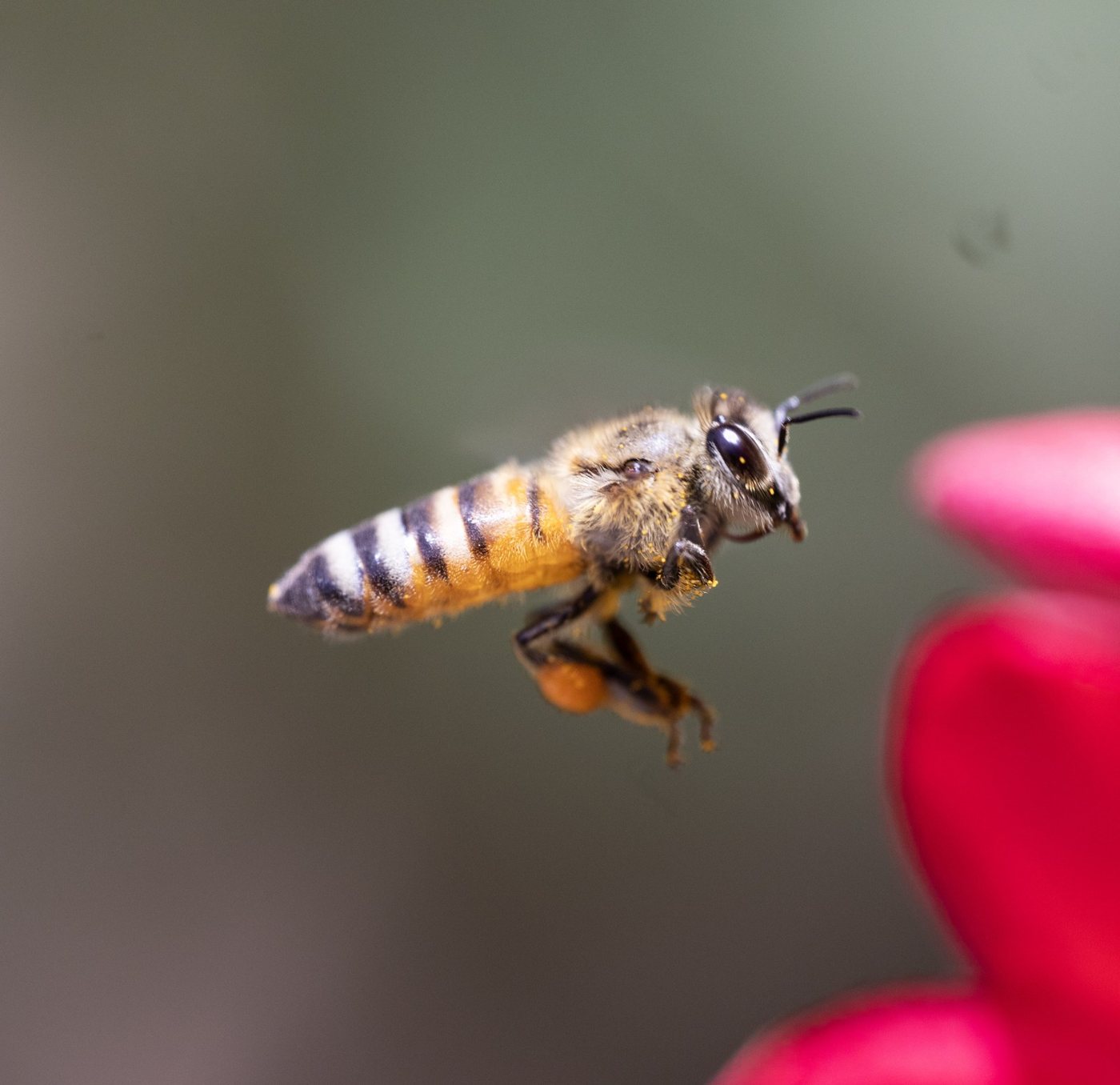 Suudi Arabistan'da uçan Yemen arısı Apis mellifera jemenitica