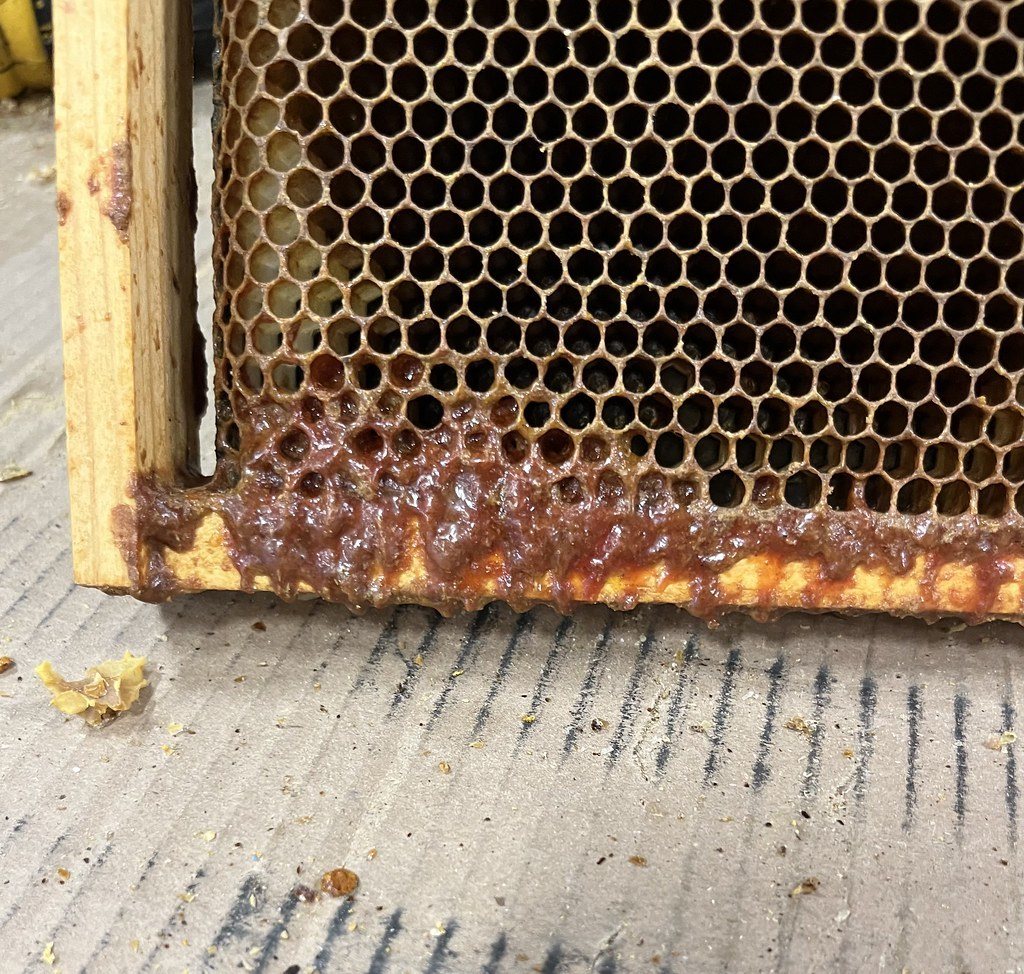 Çerçeve alt çıtasında biriken propolis ve mum