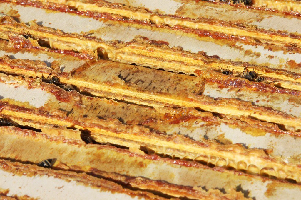 Warré kovanı çıtaları üzerinde biriken propolis