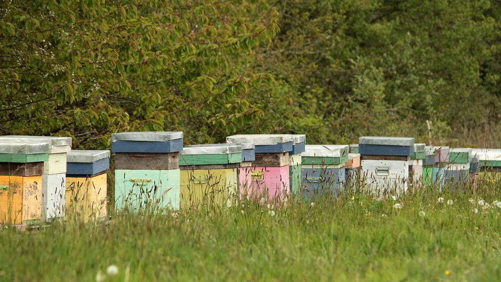 A row of wooden hives painted in different colours