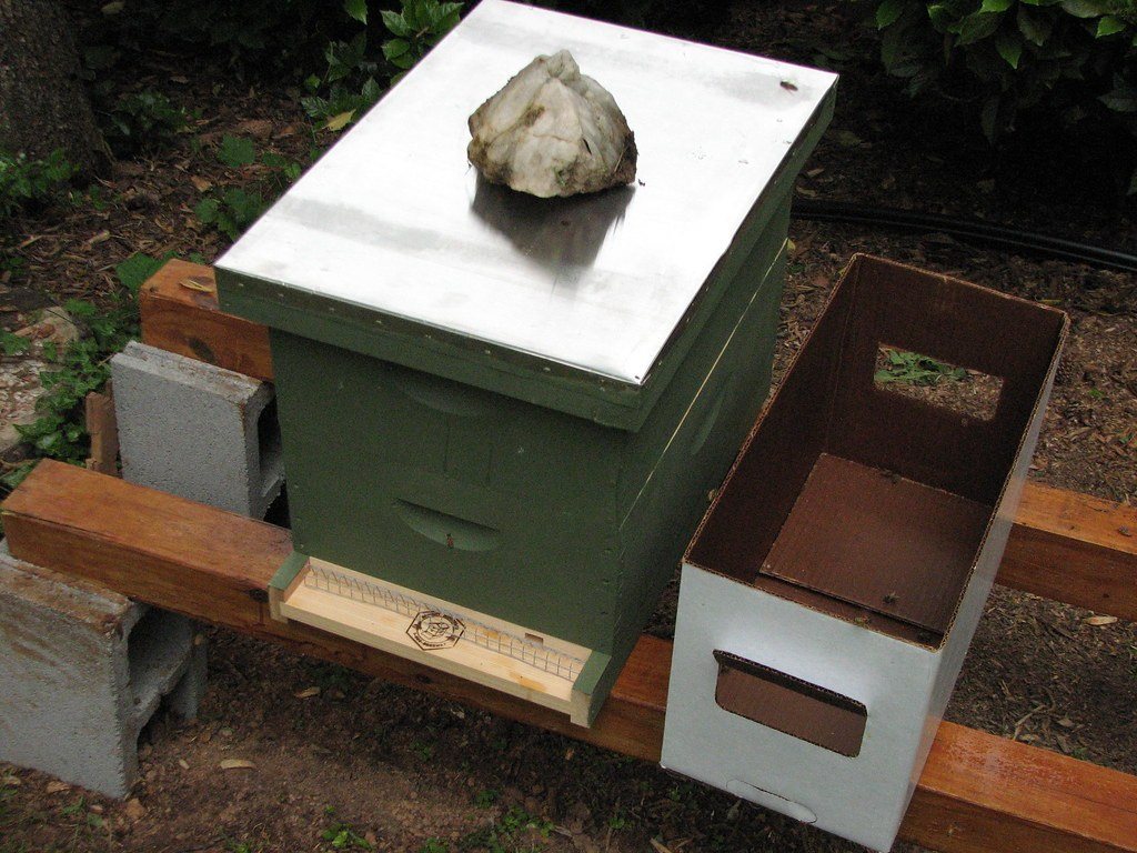 Empty nuc box next to a full-size hive