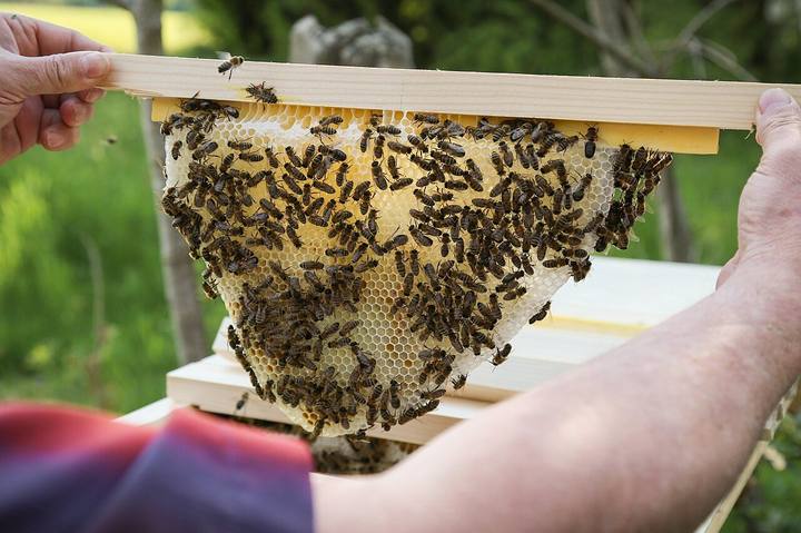Naturwabe voller Honig und Bienen hängt an einem Oberträger