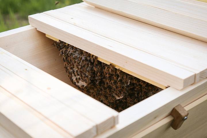 Bienen bauen Waben von den Oberträgern nach unten