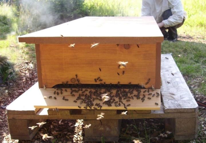 Uçuş deliği önünde arılar, yatay gövdeli kovan