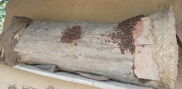 Traditionelle liegende Beute aus einem ausgehöhlten Stamm in einer Lehmmauer