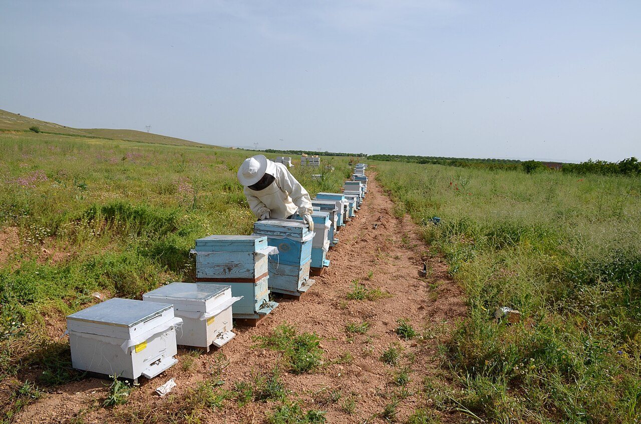 Modern frame hives lined up in a row in a village in Türkiye