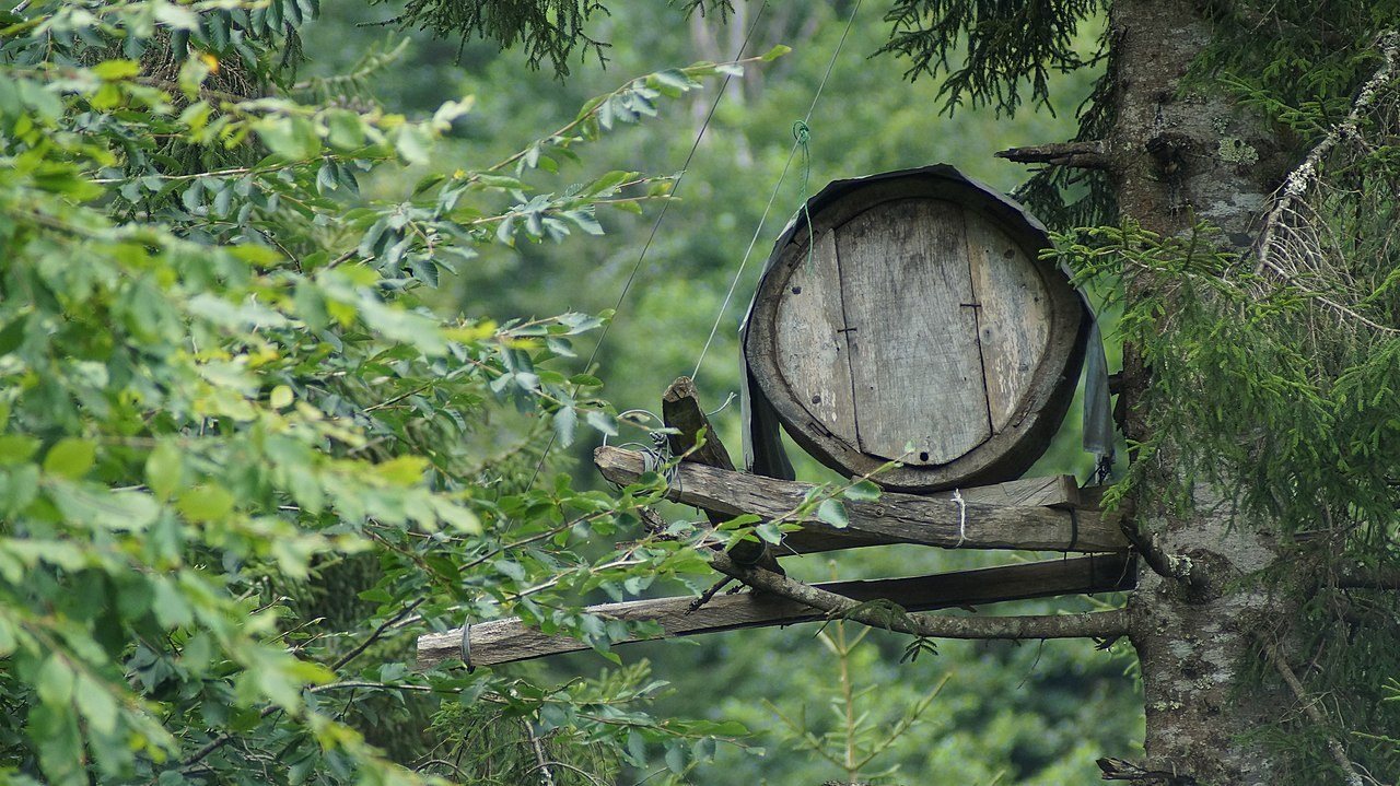 Trabzon'da ağaca asılmış fıçı biçimli tahta karakovan