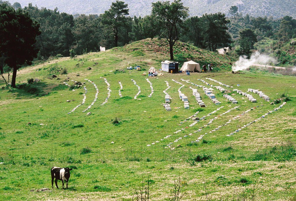 Antalya'da yayla arılığında kovan sıraları