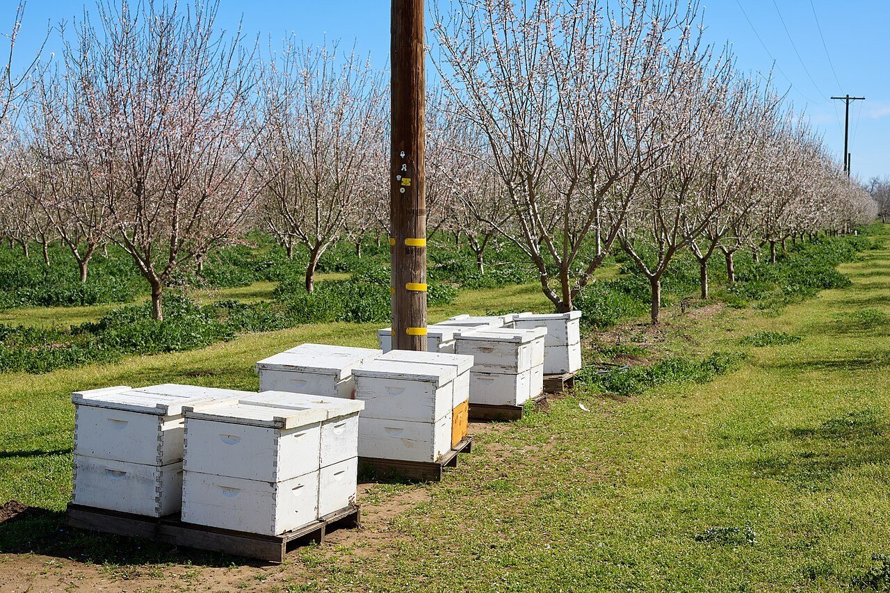 Kasten op pallets in een bloeiende boomgaard
