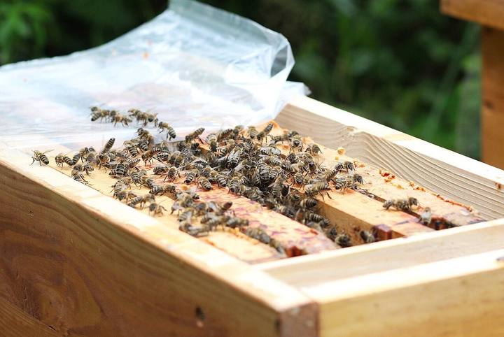 Bienen auf den Oberträgern eines hölzernen Ablegerkastens