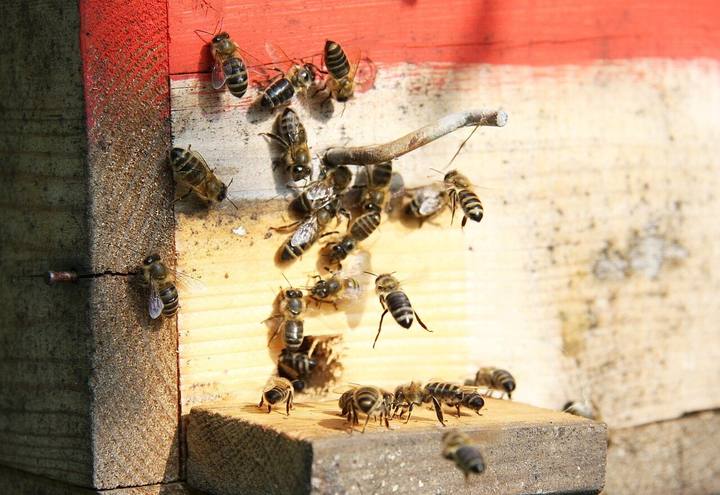 Bienen fliegen an einem rot gestrichenen Flugloch