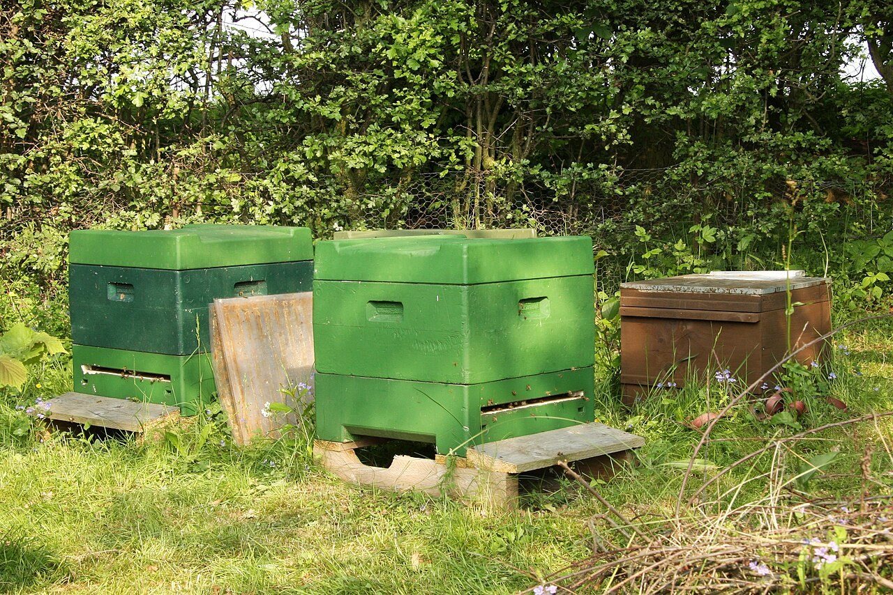 Foam (polystyrene) hives