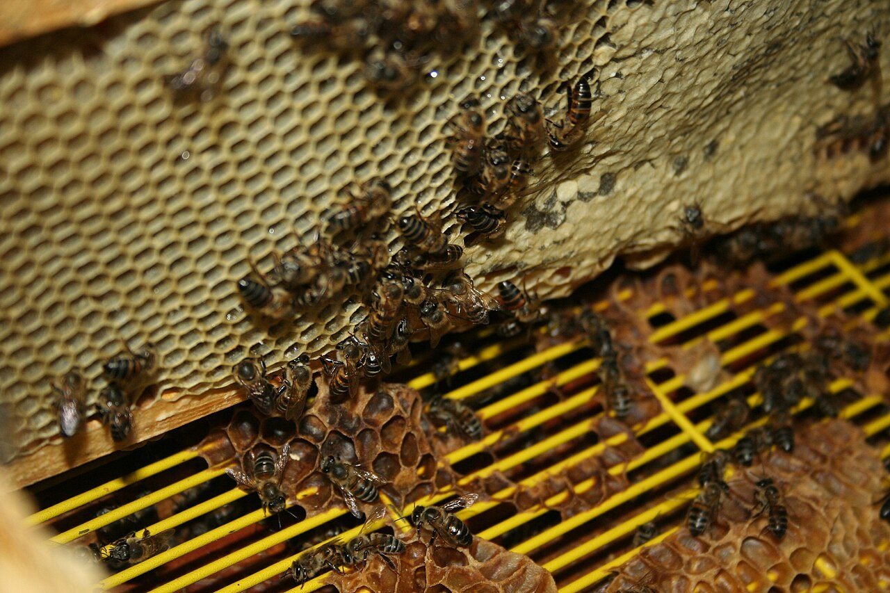 Kovan içinde sarı plastik ana arı ızgarası