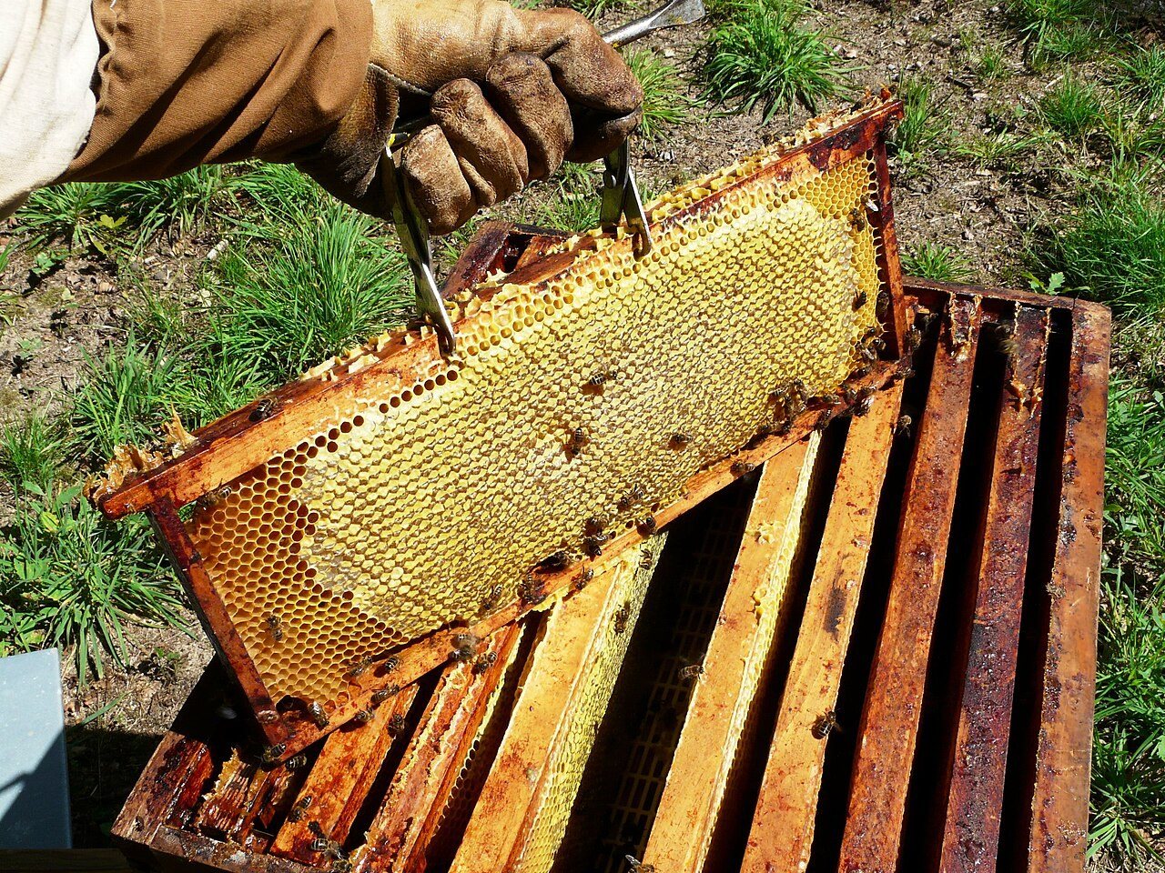 Honey frame being lifted out of a super with a frame grip