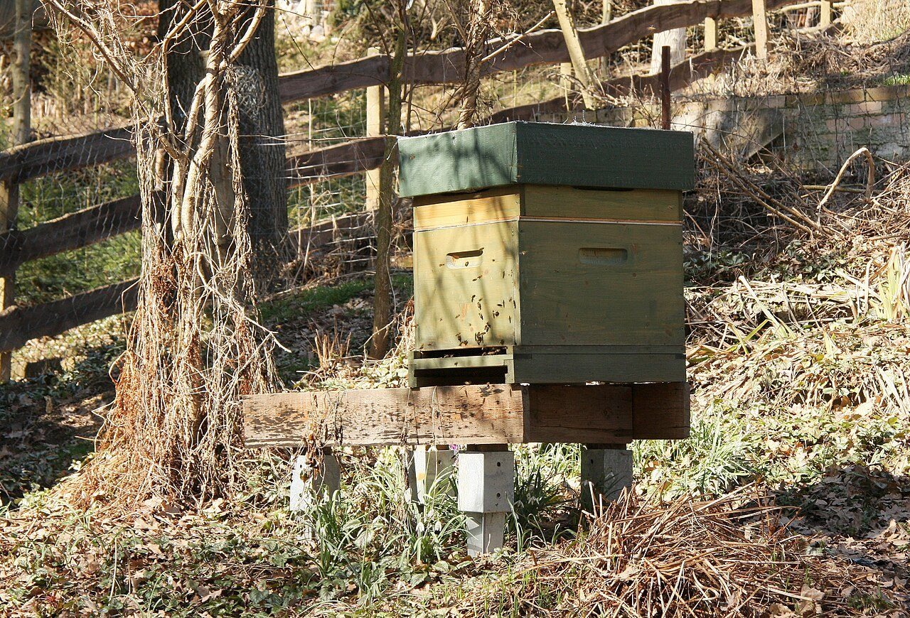 Ten-frame Dadant hive with a super added on top