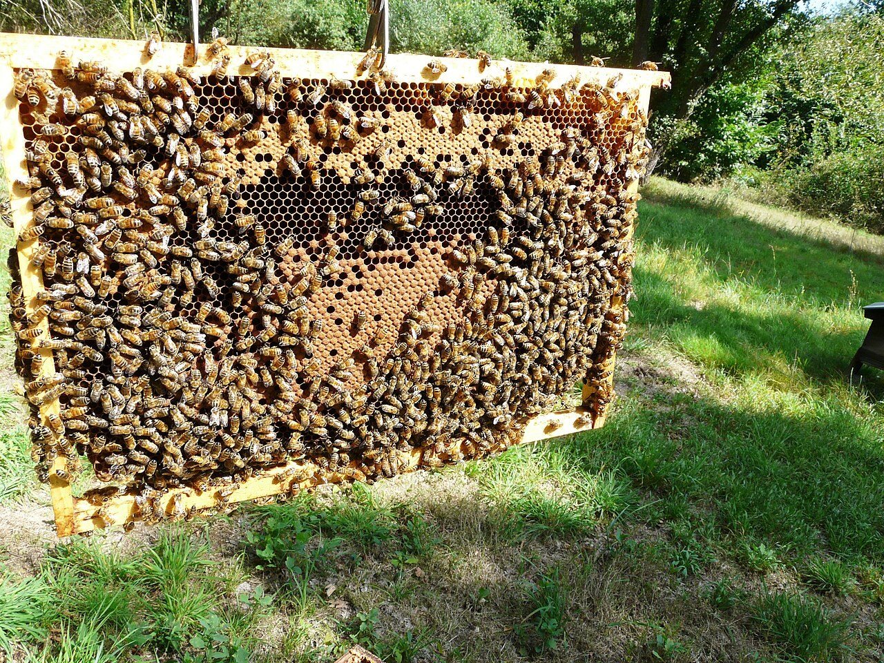 Brood frame covered in bees with capped brood in the middle