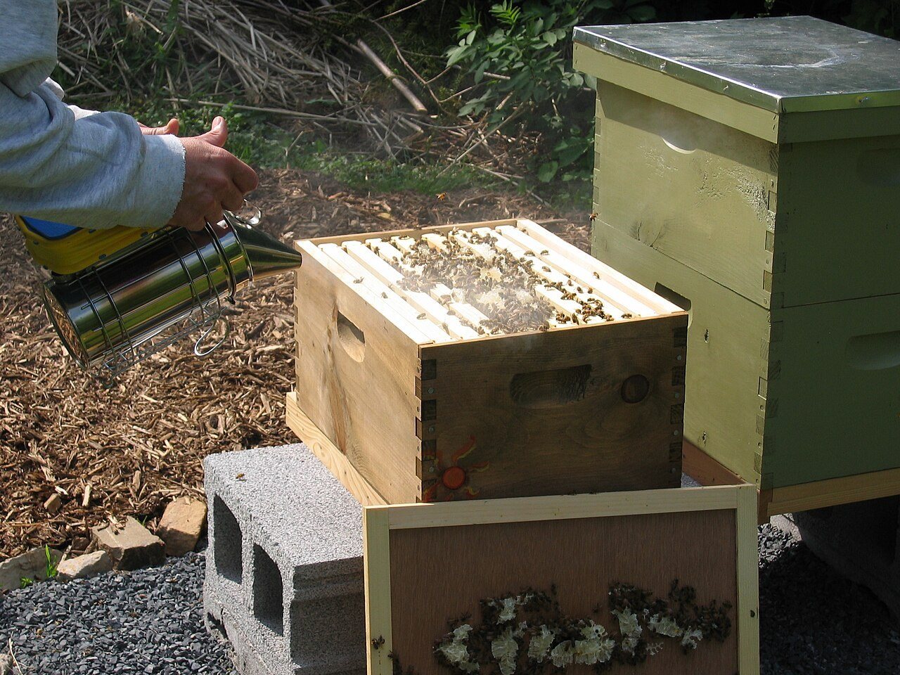Beekeeper giving a few light puffs of smoke into an open hive with a smoker