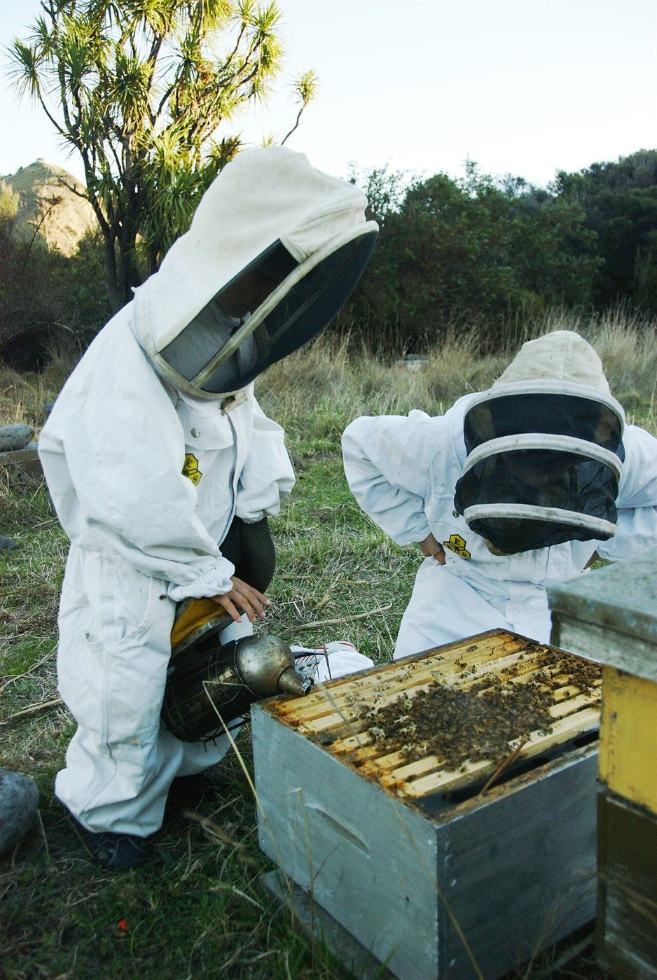 Two beekeepers at a hive wearing a fencing veil and a round veil