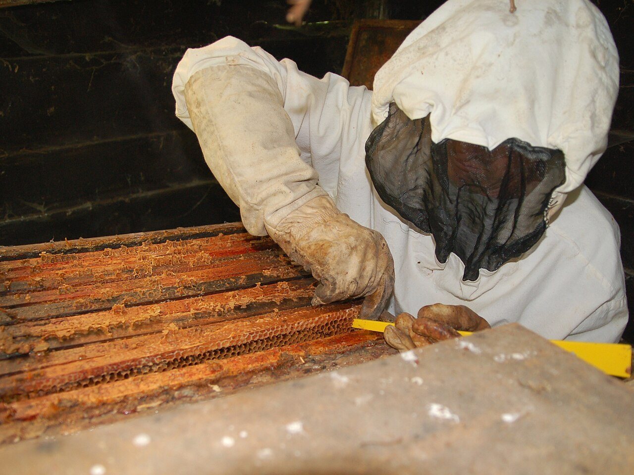 Beekeeper in a dark net veil inspecting frames