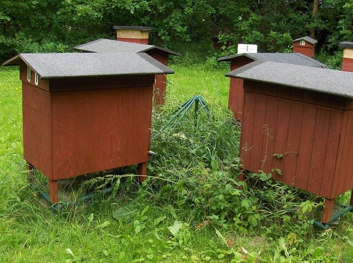 Rote hölzerne Regionalbeuten mit Dach in Dänemark