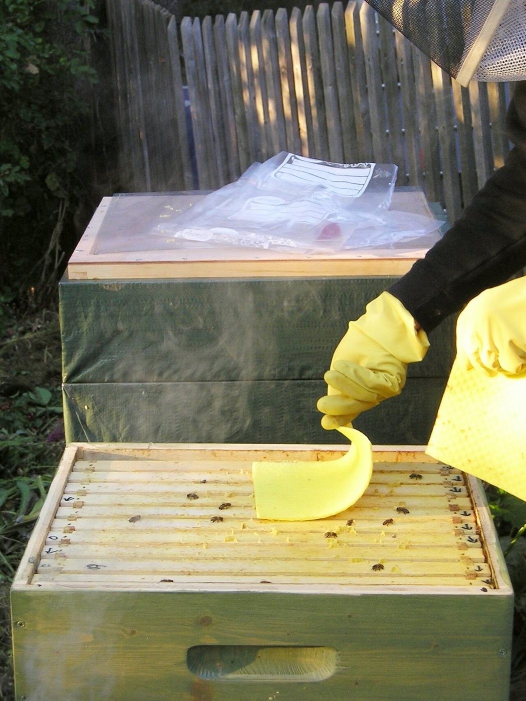 Varroa kontrolü için organik asit pedinin kovana
