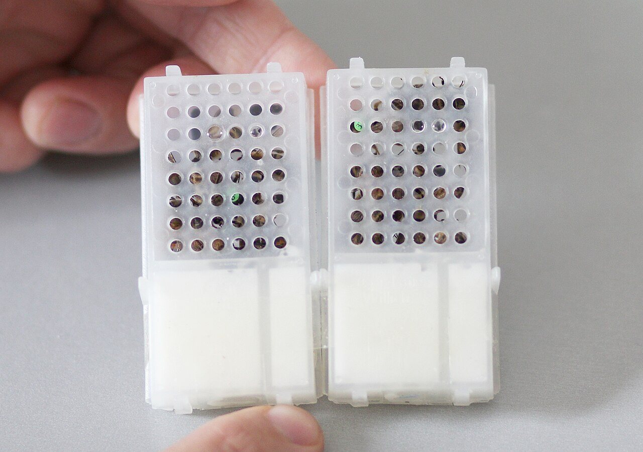 Two plastic queen cages with white candy in the lower compartment